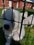 samojed/valpar/hund