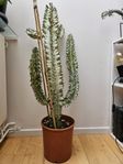 Stor Euphorbia lactea ”White Ghost”, vit kaktus, 110 cm 