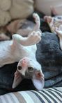 Cornish rex hona