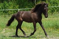 1-års hingst efter Isar fra Keldudal 