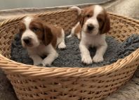 5 killar Welsh springer spaniel valpar söker hem