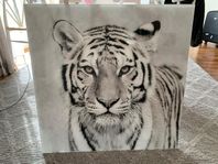 Tigertavla i Plexiglas 70*70 cm från Mio