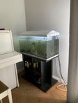 Akvarium 100 liter komplett fiskar,  möbel och redskap. 