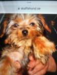 Yorkshireterrier valpar  10000 kr