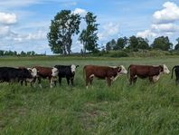 Hereford Kvigor Wagyu - Herefordkvigor dräktiga med Wagyu