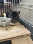 chinchilla 