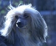 Chinese Crested Dog Powder Puff tik SKK-registrerad