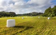 ansilage balar