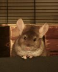 Chinchilla 