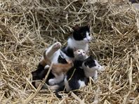Kramgoa och sociala kattungar födda 11 maj.