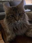 Maine Coon hona