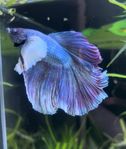 Betta Splendens