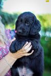 Flatcoated retriever