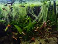 flyttande växter för akvarium eller damm