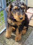 airedaleterrier valp sol