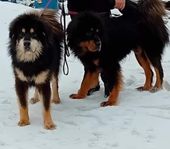 tibetansk mastiff