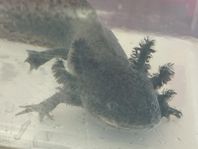 Axolotl hane
