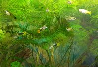 Guppies 10kr/st guppy guppys fiskar akvariefiskar akvarium