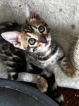 bengal katt