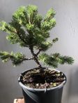 Pre-Bonsai / Bergtall / Mugo (Mops) 35-40cm del 1