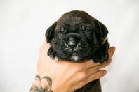 Cane Corso valpar skk 