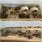 hamster terrarium