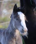 irish Cob stoföl