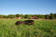 Stallplats med ridhus, träningar & bete södra Stockholm