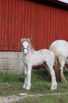 Irish Cob hingstföl