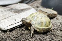 Rysk stäppsköldpadda inkl. allt som behövs