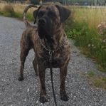 Presa canario tik söker hem på landet