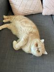 Renrasig exotic shorthair kastrerad nära Göteborg 