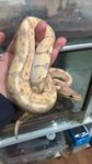 banana het pied het orange ghost hona 