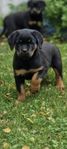 Rottweiler  valpar 