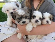 Leveransklara Shih tzu valpar 