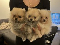 Pomeranian hanar söker kärleksfullt hem