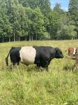 Belted Galloway avelstjur