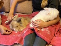 två snälla friska vaccinerade kaniner letar nytt hem