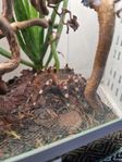 fågelspindel med terrarium