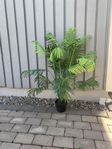 Konstväxt palmträd med kruka 30 cm