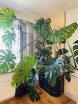 Monstera-växt