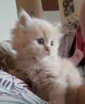 perser chinchilla/brittisk långhårig kattungar