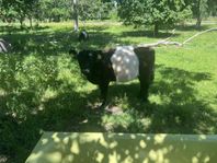 Belted Galloway