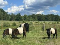 Belted Galloway