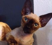 Devon Rex