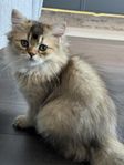 Brittisk långhårig kattunge 