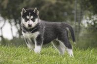 Siberian husky valpar SKK