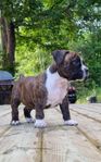 American Staffordshire Terrier (SKK)