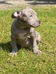 American Bully Omplacering
