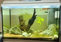 Aquarium, 70 ltr. Full package as seen in the pics